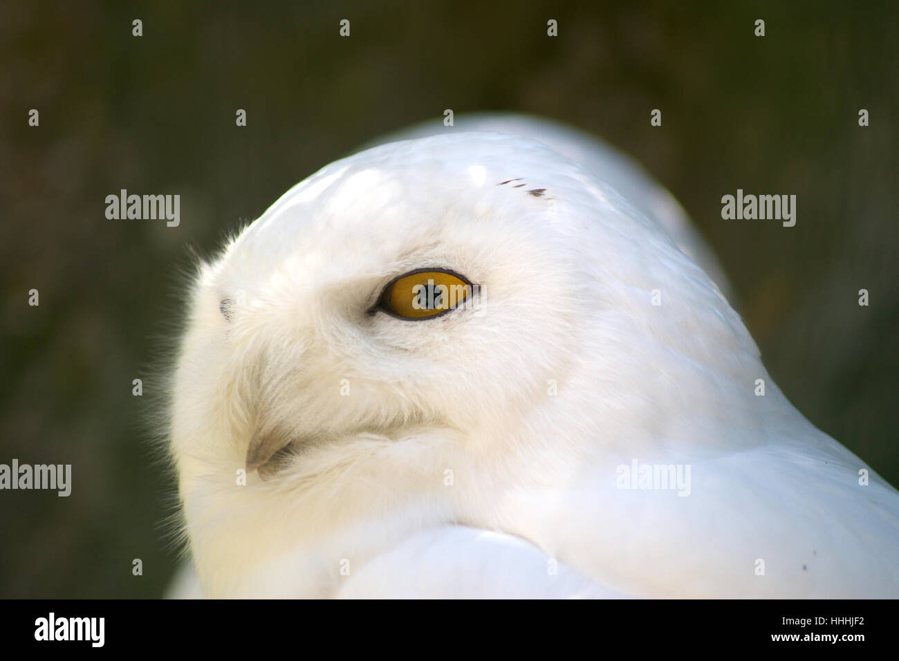 Schnee Eule mit leuchtend gelbem Auge Stockfoto