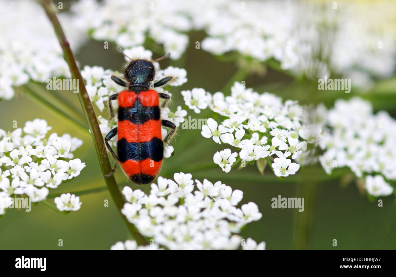 schwarz, dunkelhäutigen, tiefschwarze, tiefschwarz, Käfer, rot, Insekt, schwarz, dunkelhäutigen, Stockfoto