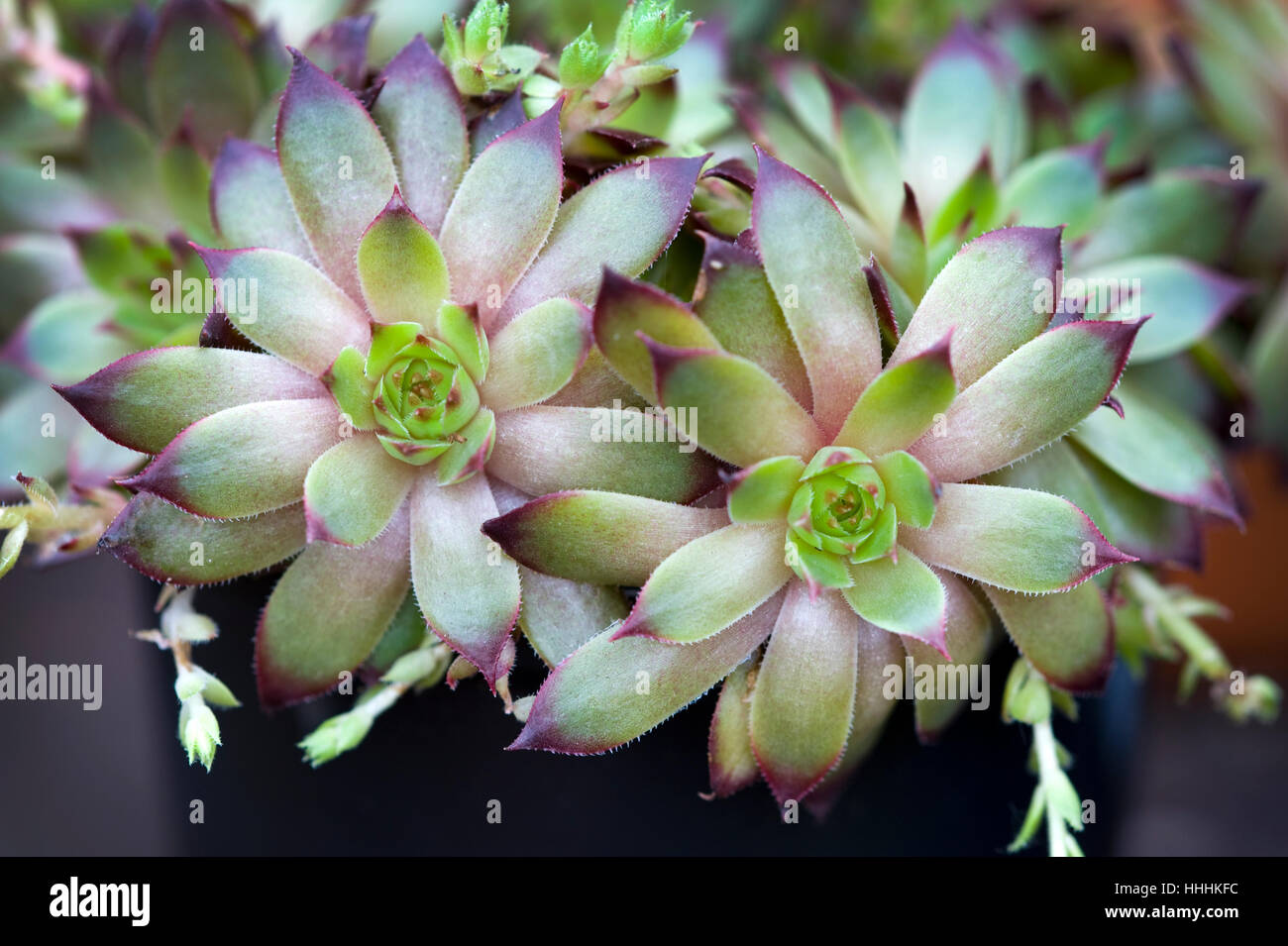 Blume, Pflanze, Rosette, Rosetten, Makro, Nahaufnahme, Makro-Aufnahme, Nahaufnahme Stockfoto