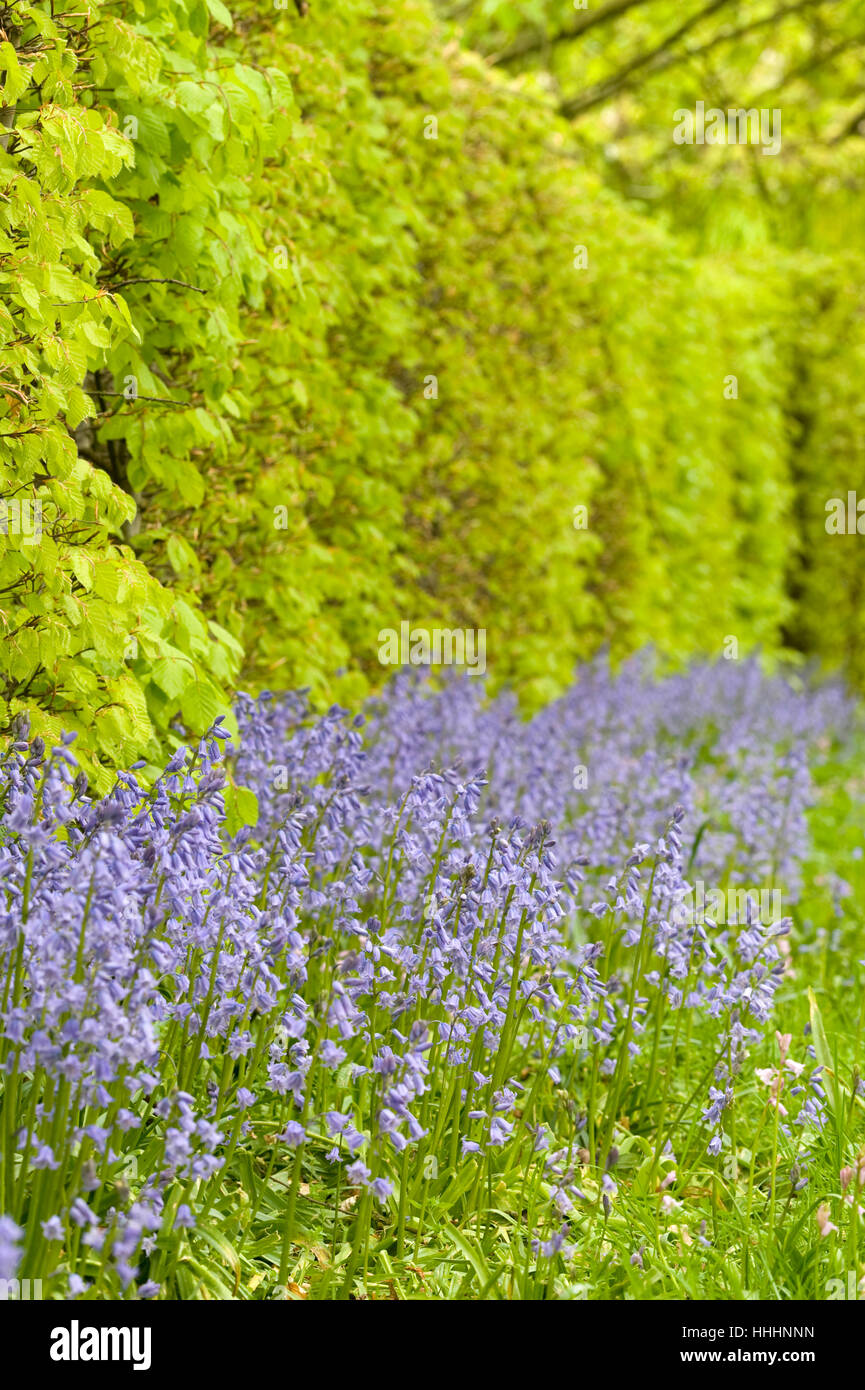 Blume, Blumen, Pflanzen, Frühling, Englisch, blau, schön, beauteously, nice  Stockfotografie - Alamy