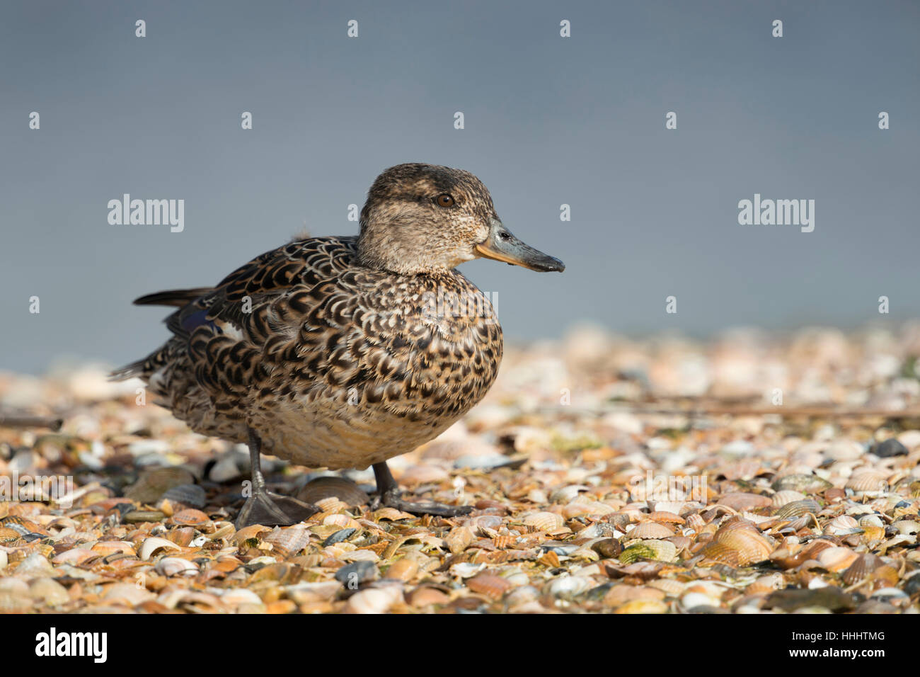 Petrol / Krickente (Anas Vogelarten), Weiblich, kleinste Ente in Europa, in Zucht Kleid, auf einer Muschel stehend bank im Wattenmeer. Stockfoto
