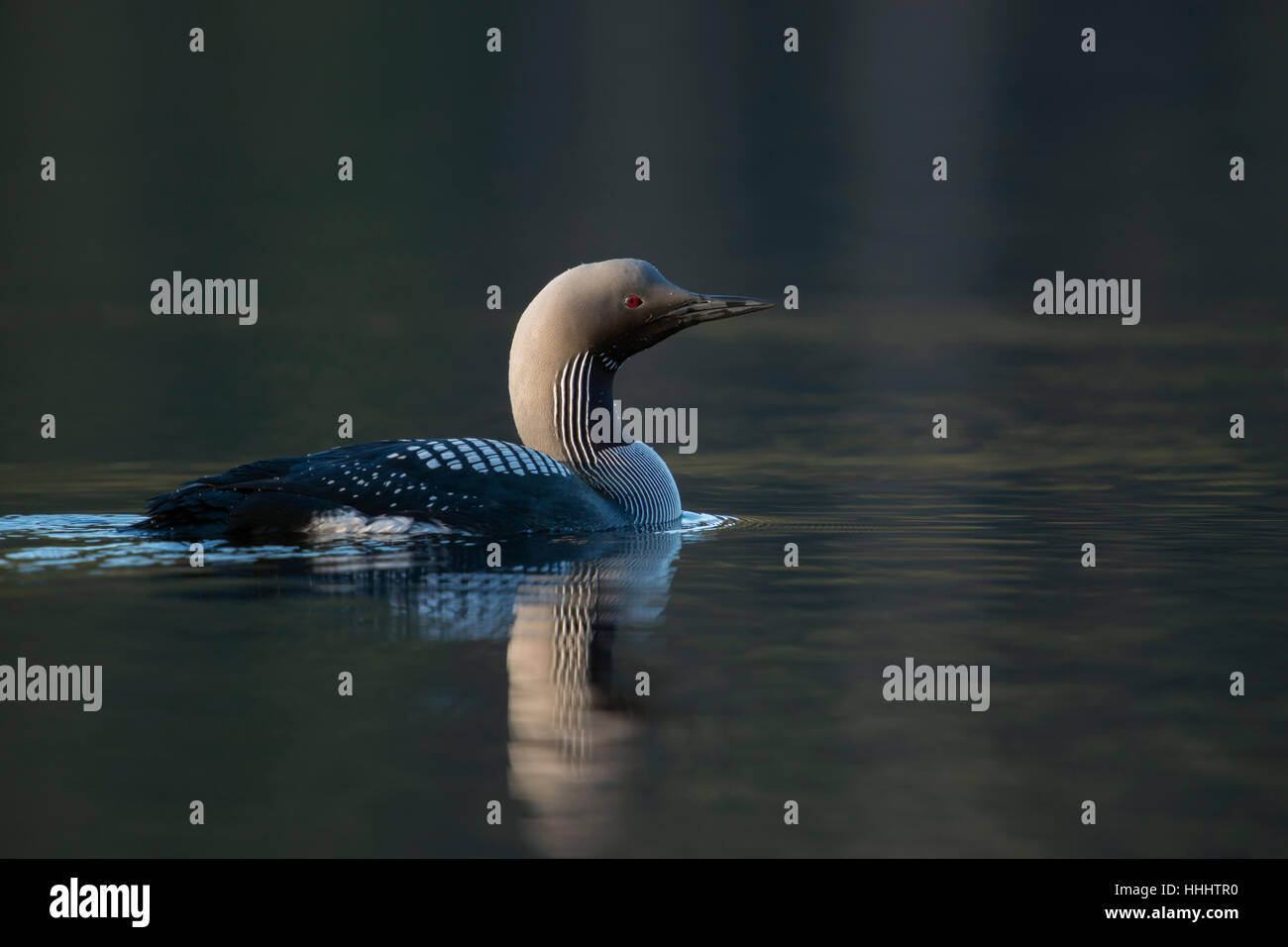 Black-throated Loon / Arktis Loon (Gavia Arctica), Schwimmen, ein Erwachsener in der Zucht Kleid, detaillierte Seitenansicht, Morgenlicht. Stockfoto