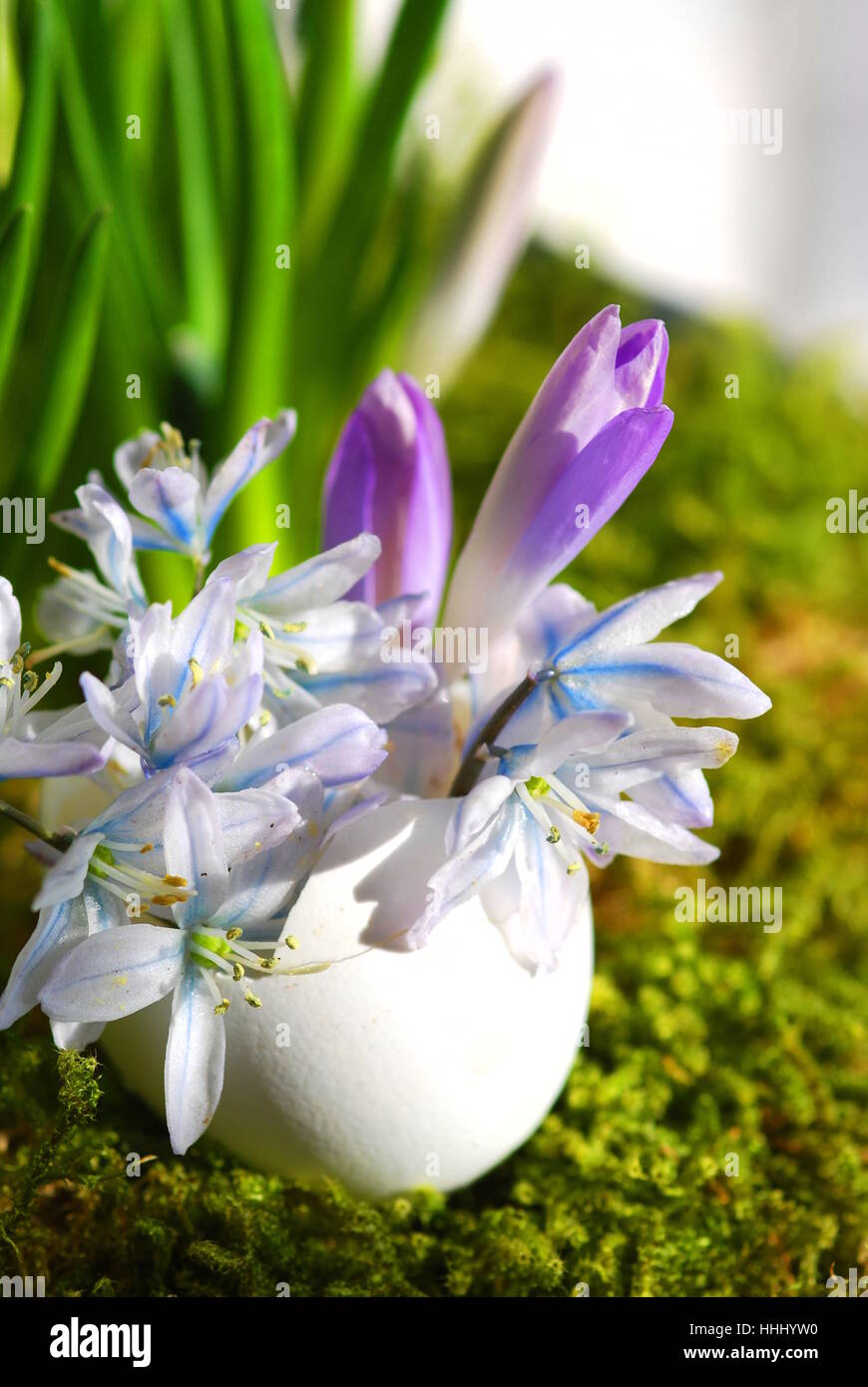 Blumenarrangements, Ostern, Eierschale, Detail, Nahaufnahme, Garten, Bett, Blüte, Stockfoto