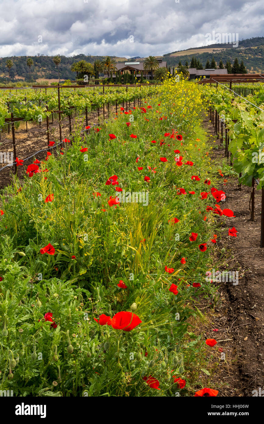 California Poppies, Wildblumen, Weinberg, runden Teich Estate, Rutherford, Napa Valley, Napa County, Kalifornien Stockfoto