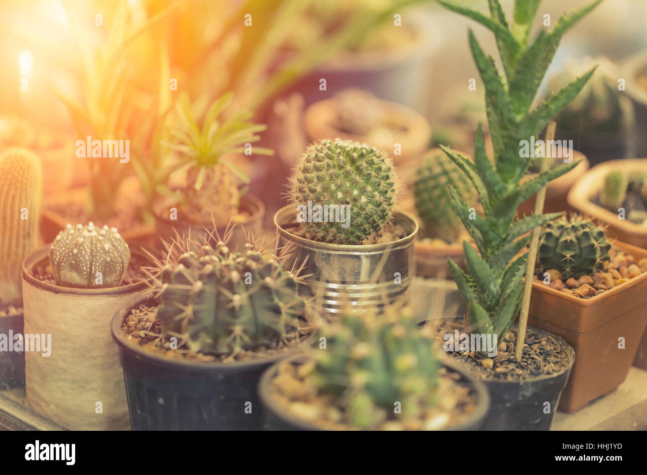 kleinen Topf Ecke Kakteengarten in Heimtextilien. Stockfoto