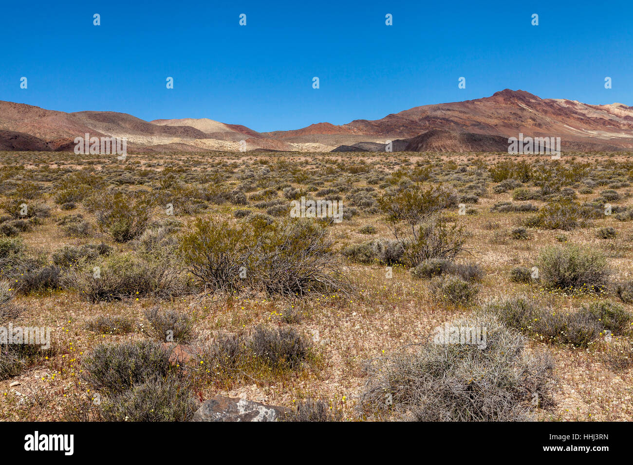 Plain Feld auf dem Weg nach Dantes View, Death Valley Nationalpark, Kalifornien, USA Stockfoto