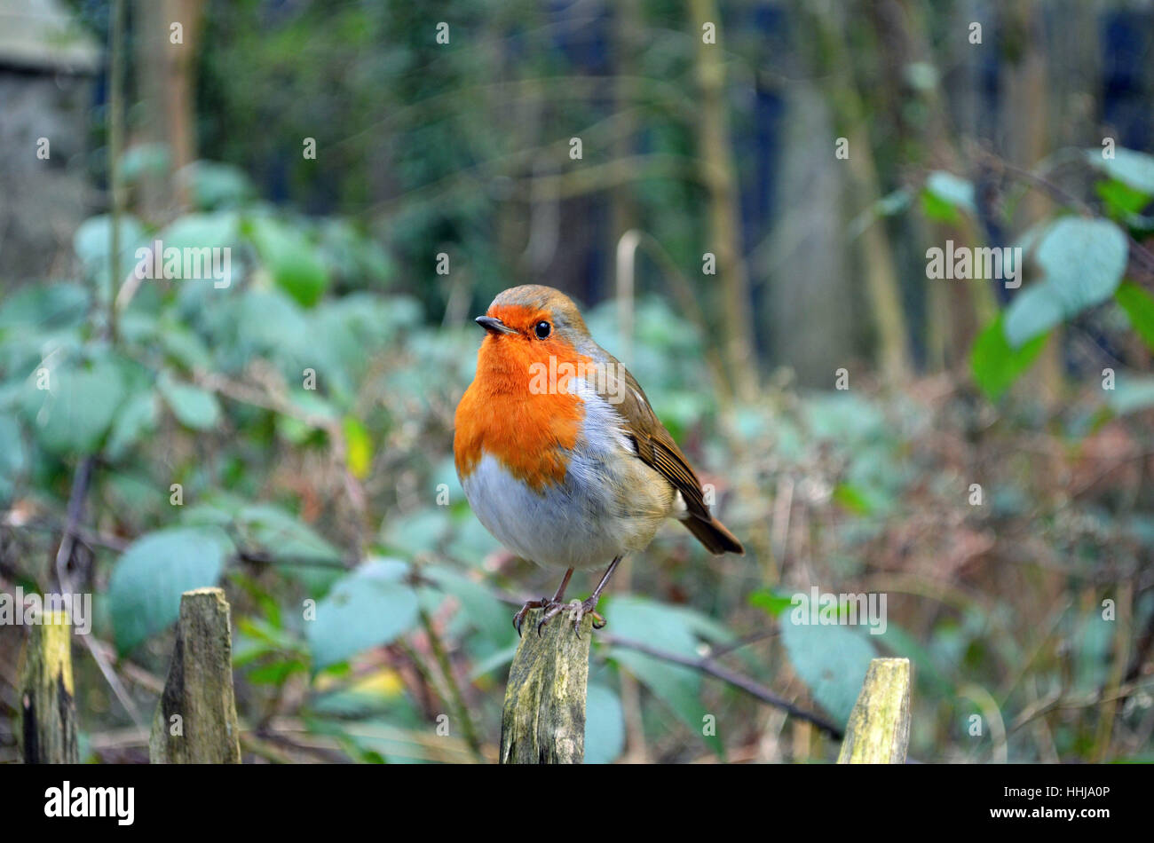 Eine freundliche Robin gefangen genommen, während Sie Fuß in Wales. Stockfoto