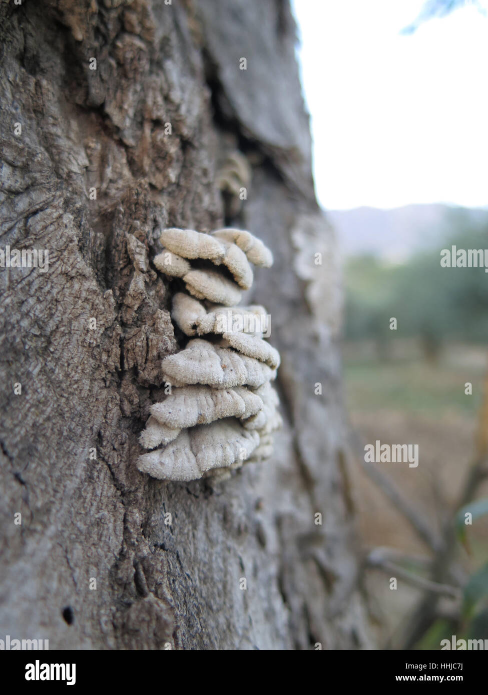 Nahaufnahme der kleine ungenießbare Pilze am Baum Stockfoto