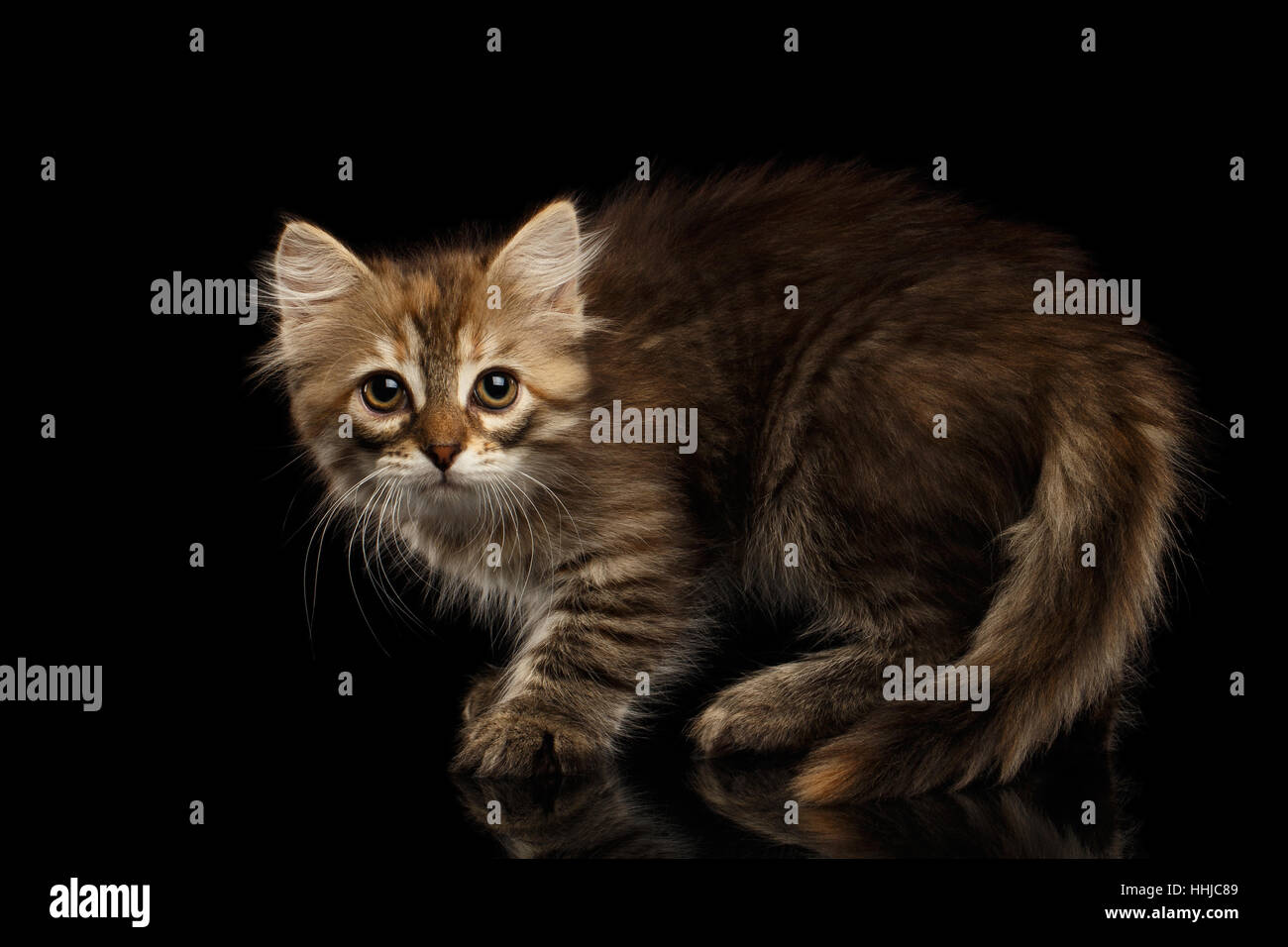 Sibirische Kätzchen auf schwarzem Hintergrund isoliert Stockfoto