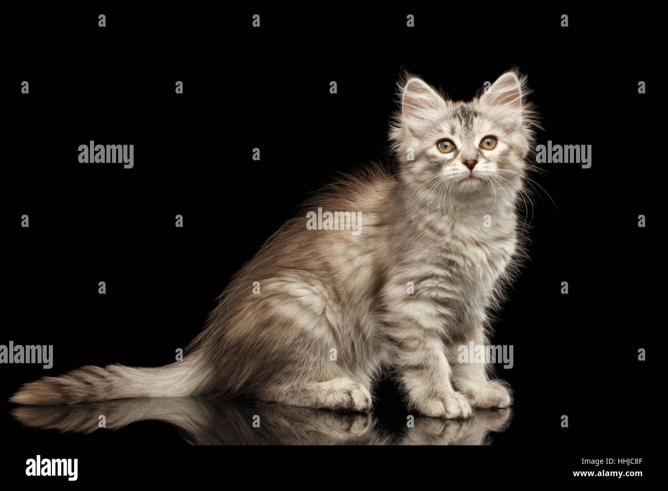 Sibirische Kätzchen auf schwarzem Hintergrund isoliert Stockfoto