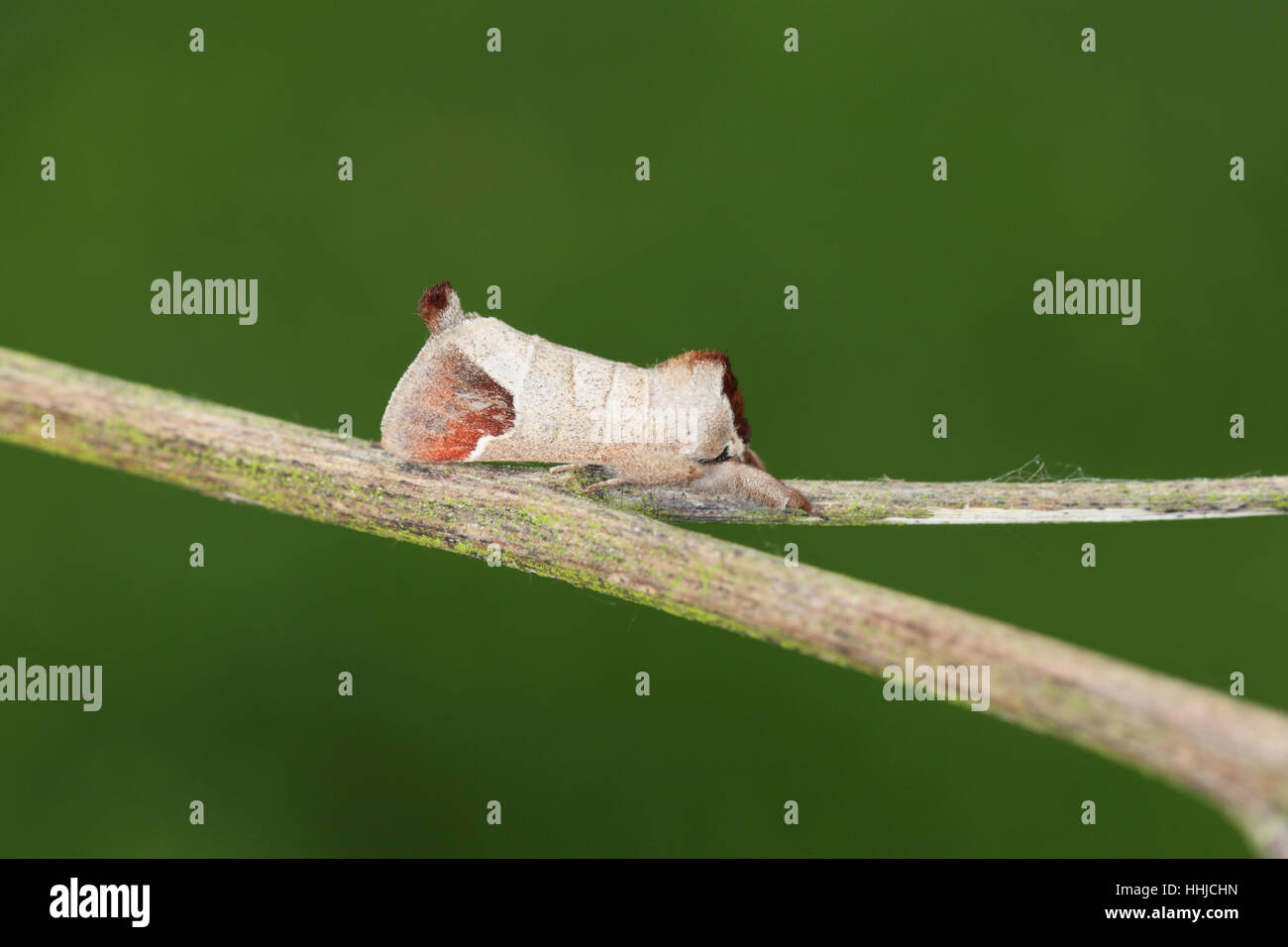 Schokolade-Tip (Clostera Curtula) - eine Motte mit einem hervorstehenden braunen Schweif - thront auf einem Zweig, einem sauberen grünen Hintergrund Stockfoto