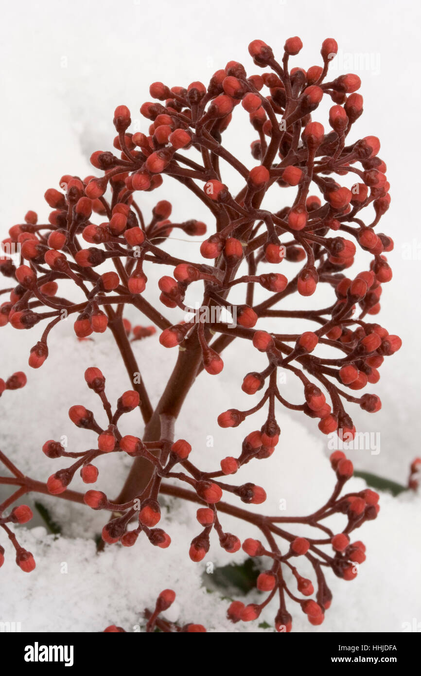 Skimmia japonica 'Rubella' Stockfoto