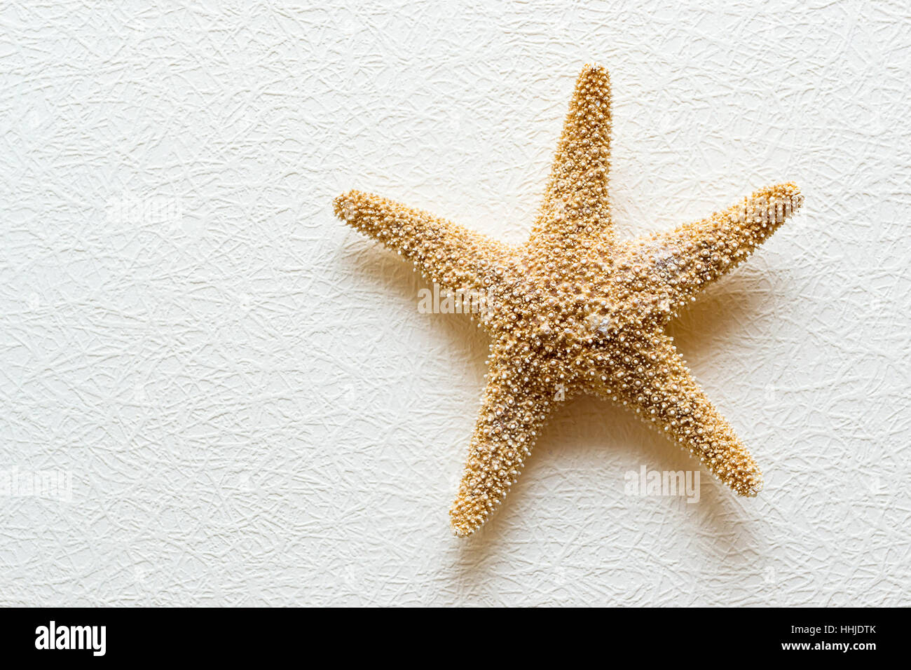 Seestern auf weiße strukturierte Tapete. Getrocknete fünfzackigen Sea Star - Kulisse für Aquarium und Interieur. Exotische Bewohner von Meer und Ozean Stockfoto
