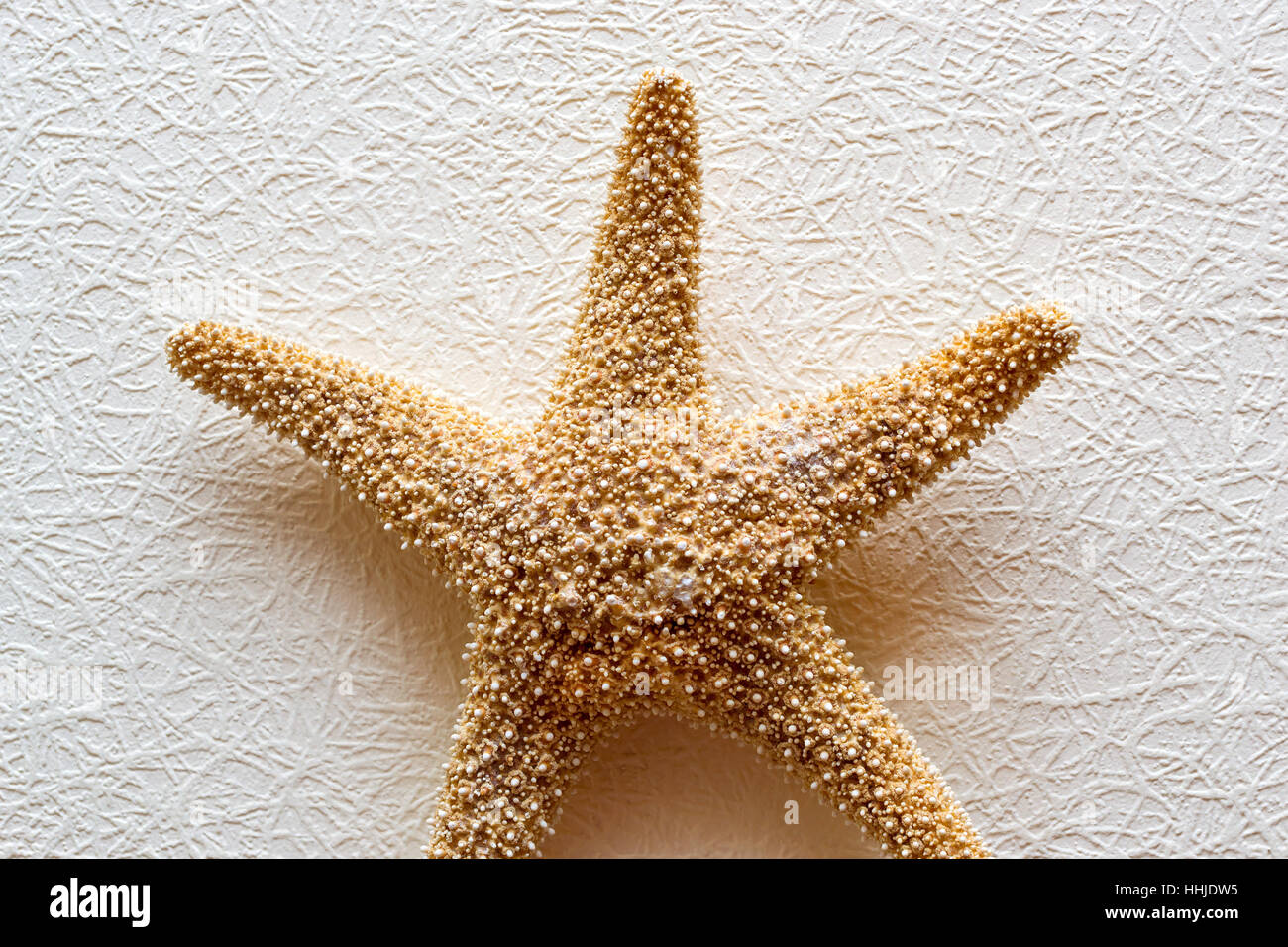 Seestern auf weiße strukturierte Tapete. Getrocknete fünfzackigen Sea Star - Kulisse für Aquarium und Interieur. Exotische Bewohner von Meer und Ozean Stockfoto