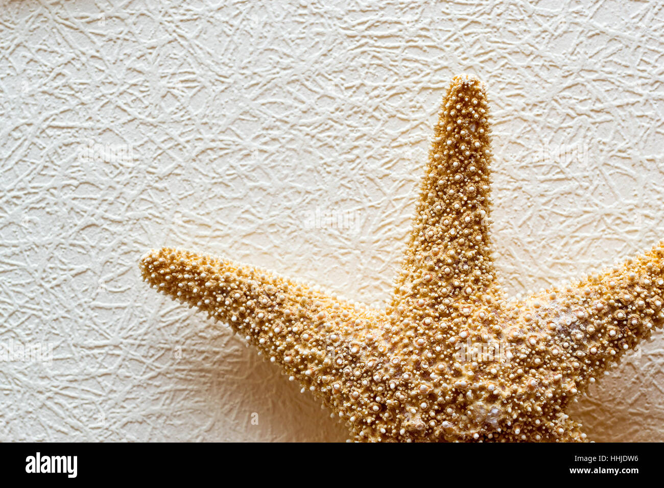 Seestern auf weiße strukturierte Tapete. Getrocknete fünfzackigen Sea Star - Kulisse für Aquarium und Interieur. Exotische Bewohner von Meer und Ozean Stockfoto