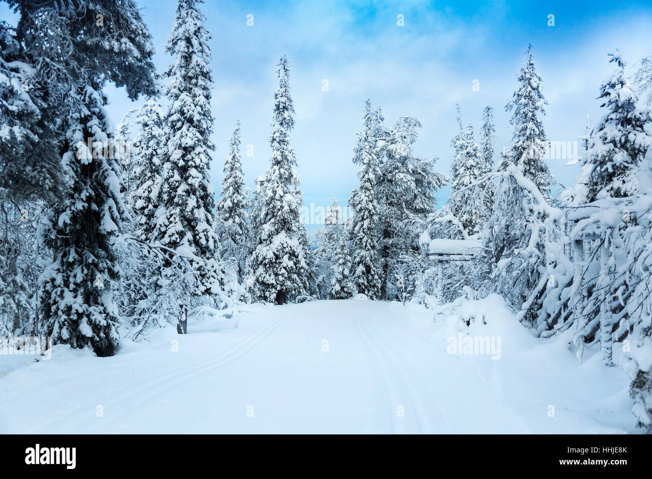 Schöne verschneite Waldlandschaft in Finnland, Lappland Stockfoto