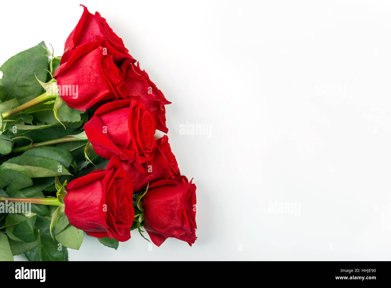 rote Rosen auf weißem Hintergrund mit Exemplar Stockfoto