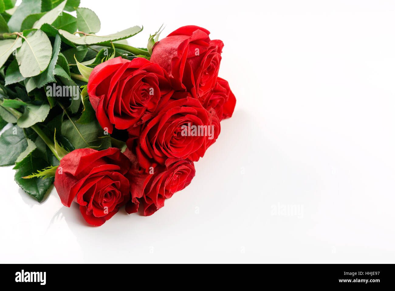 rote Rosen auf weißem Hintergrund mit Textfreiraum Stockfoto
