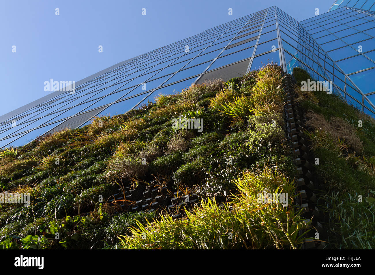 Ein modernes Bürogebäude mit Pflanzen an den Wänden (vertikal bepflanzt), um den Wärmeeinseleffekt im Sommer zu bekämpfen und im Winter für eine Isolierung zu sorgen. Tokio, Japan Stockfoto