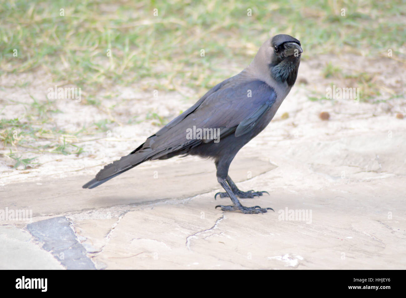 Schwarze Krähe auf Steinboden in Mombasa, Kenia Stockfoto