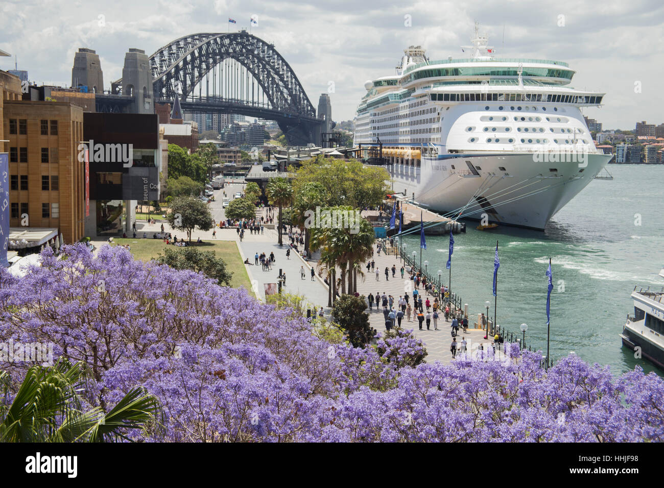Sydney Harbour und Jacaranda-Bäume-Sydney-Australien-LA009417 Stockfoto