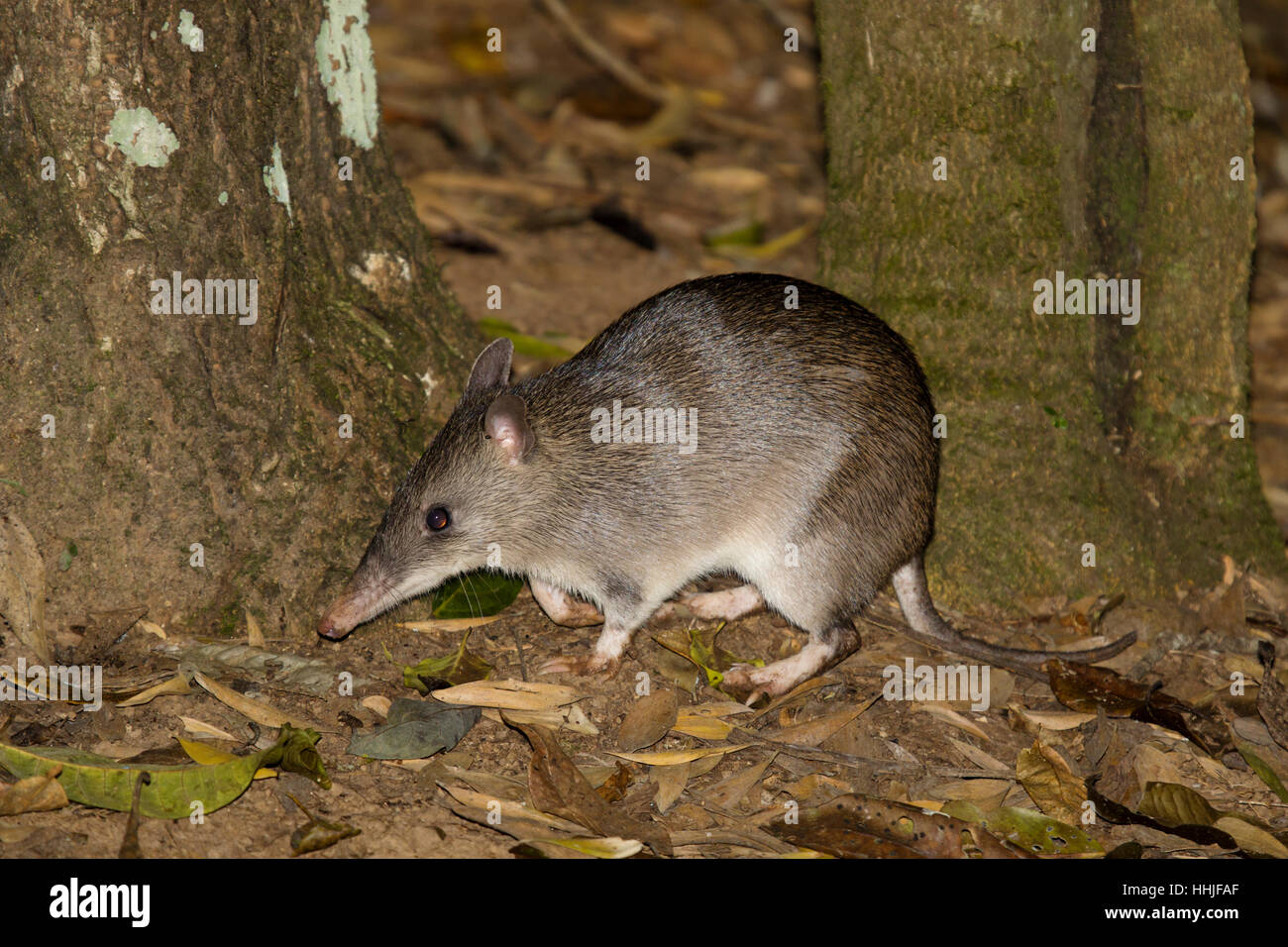 Langnasen-Bandicoot Perameles Nasuta Atherton Tablelands Queensland, Australien MA003091 Stockfoto