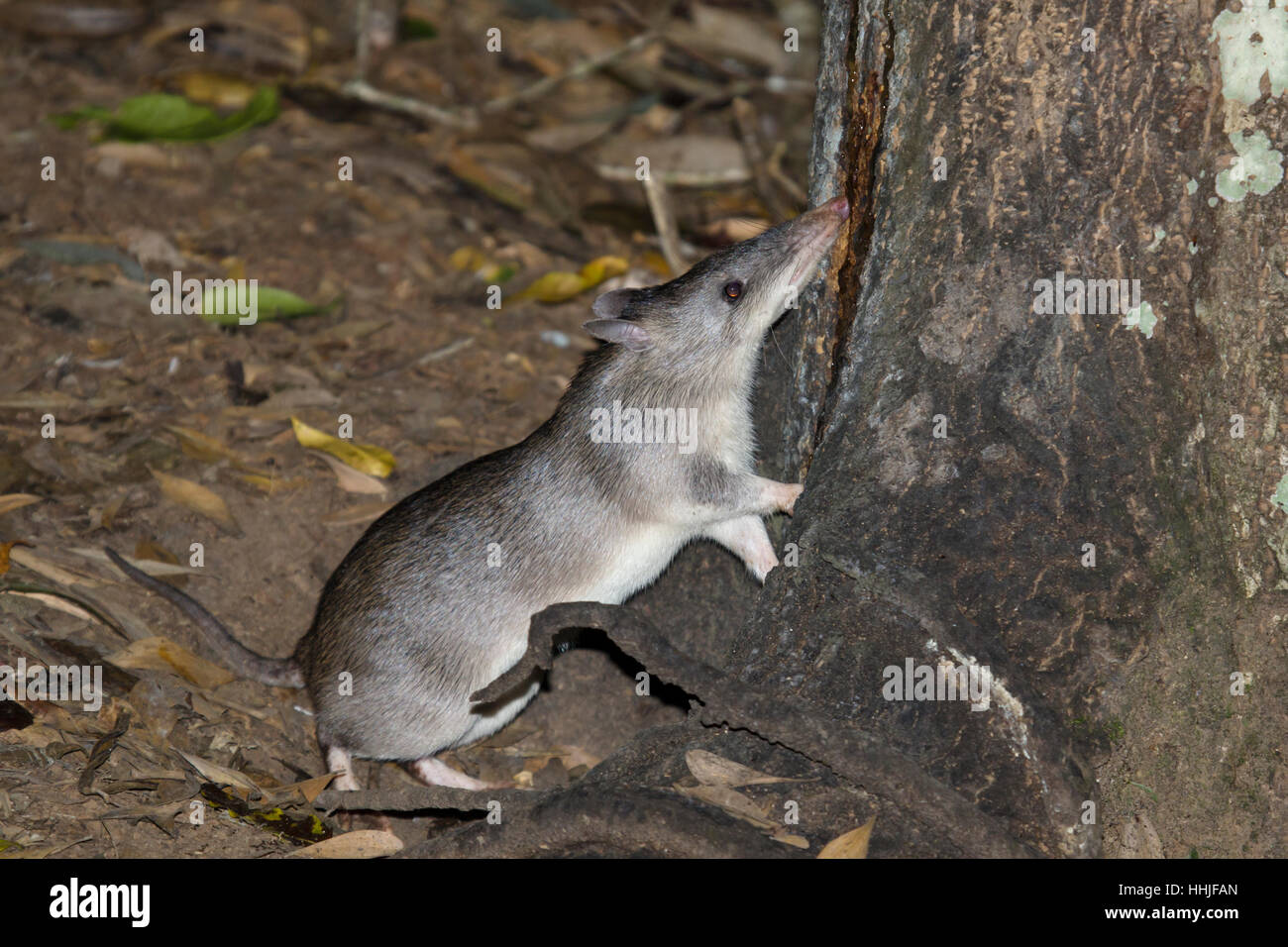 Langnasen-Bandicoot Perameles Nasuta Atherton Tablelands Queensland, Australien MA003093 Stockfoto