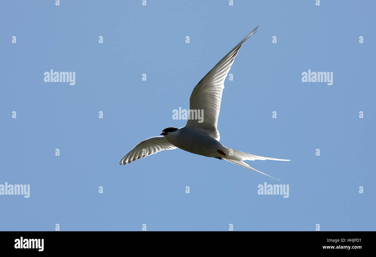 Seeschwalbe Sterna Hirundo, Toft, Mainland, Shetland Islands, Schottland, UK Stockfoto