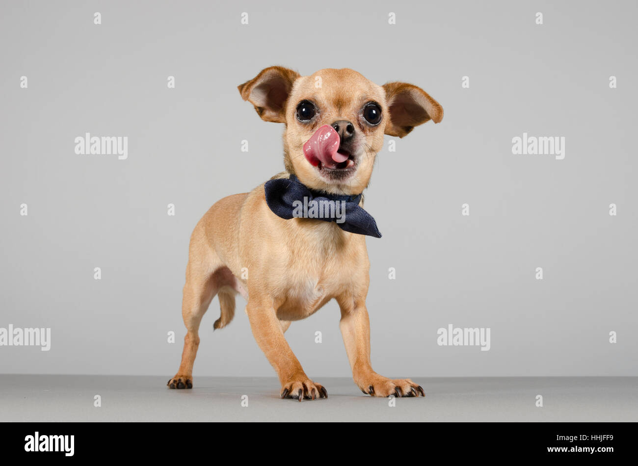 Chihuahua Hund Stockfoto