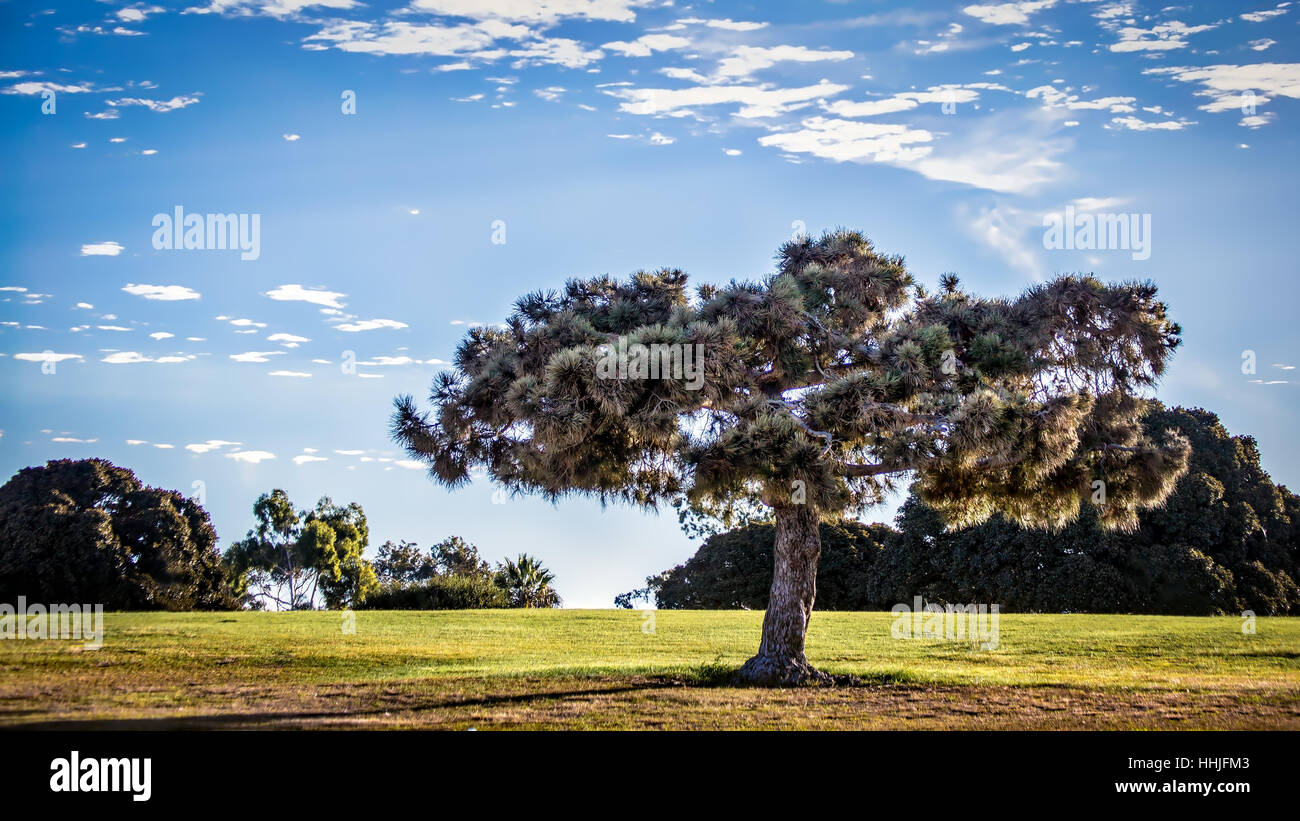 Ein Baum steht auf einem Hügel im Mission Bay Park in San Diego, Kalifornien. Stockfoto