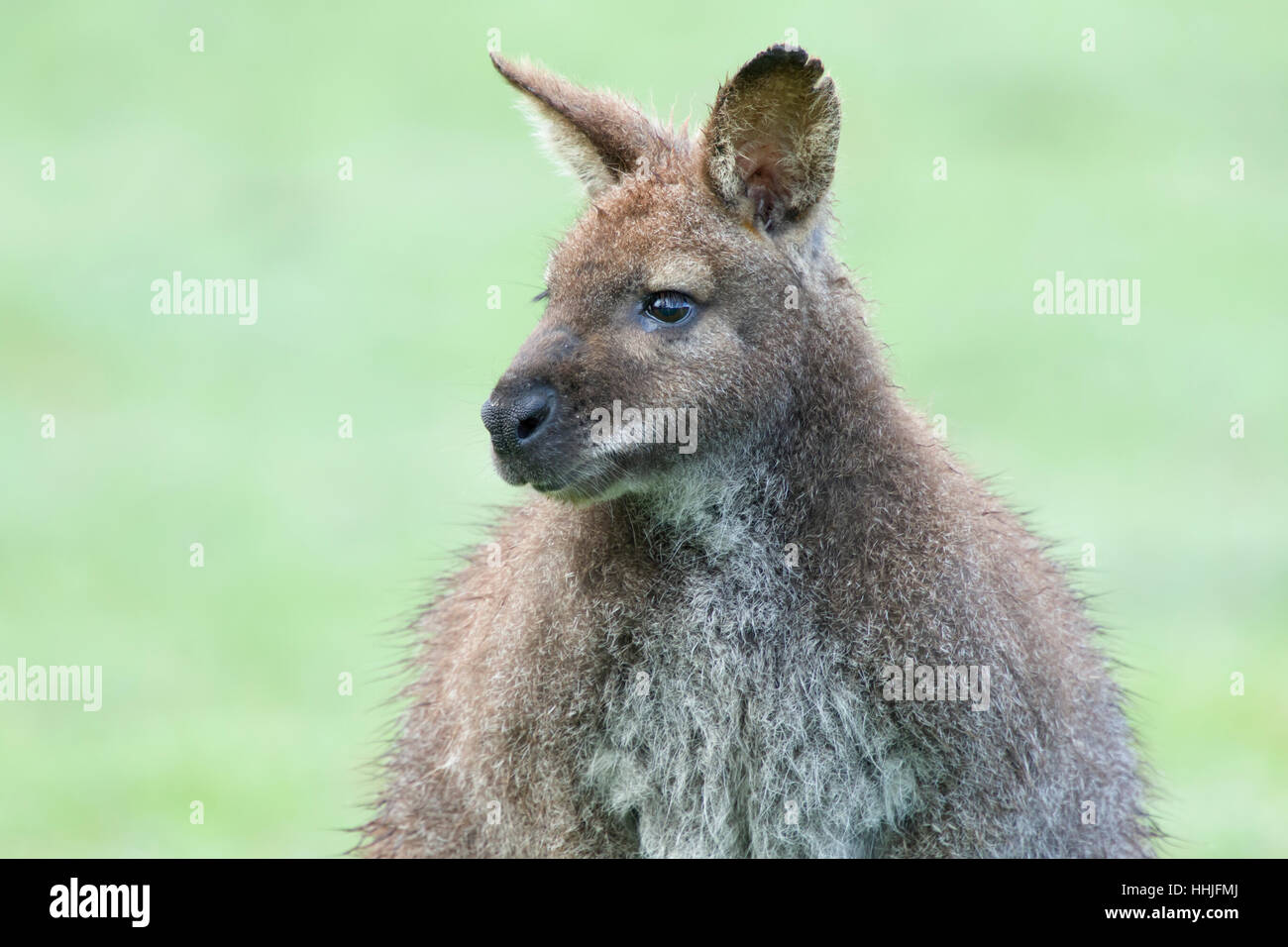 Bennett Wallaby Macropus Rufogriseus Bruny Insel Tasmanien, Australien MA003234 Stockfoto