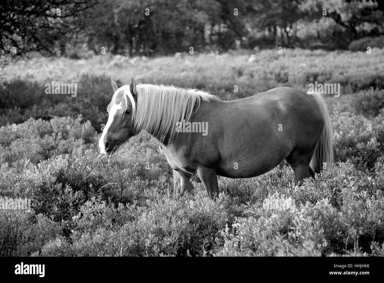 Pony in den New Forest National Park, England, Großbritannien, UK Stockfoto