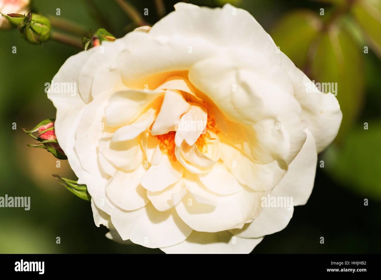 Großen Creme weiß-Kohl-Rose und rote Blüten mit grünen Blättern im Hintergrund Stockfoto