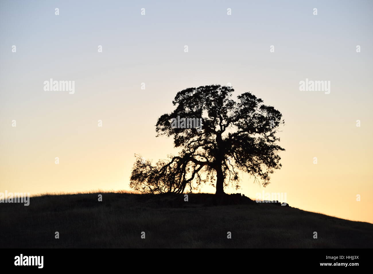 Ein einsamer Eiche Baum steht auf einem Hügel, hinterleuchtete durch die bunte Dämmerung Himmel Stockfoto