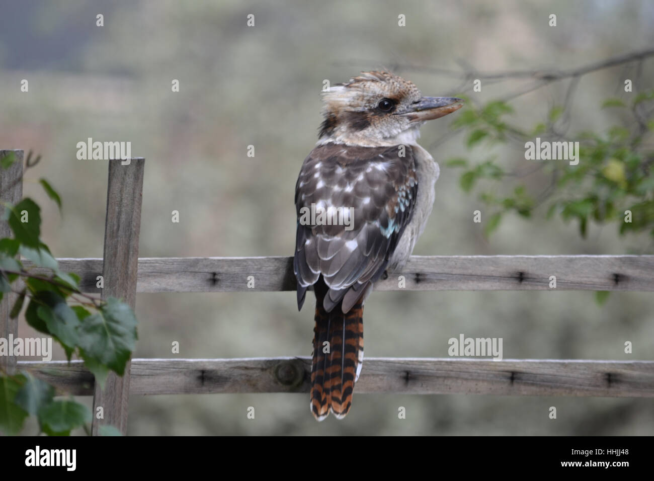 Einen Freund im Hinterhof Stockfoto