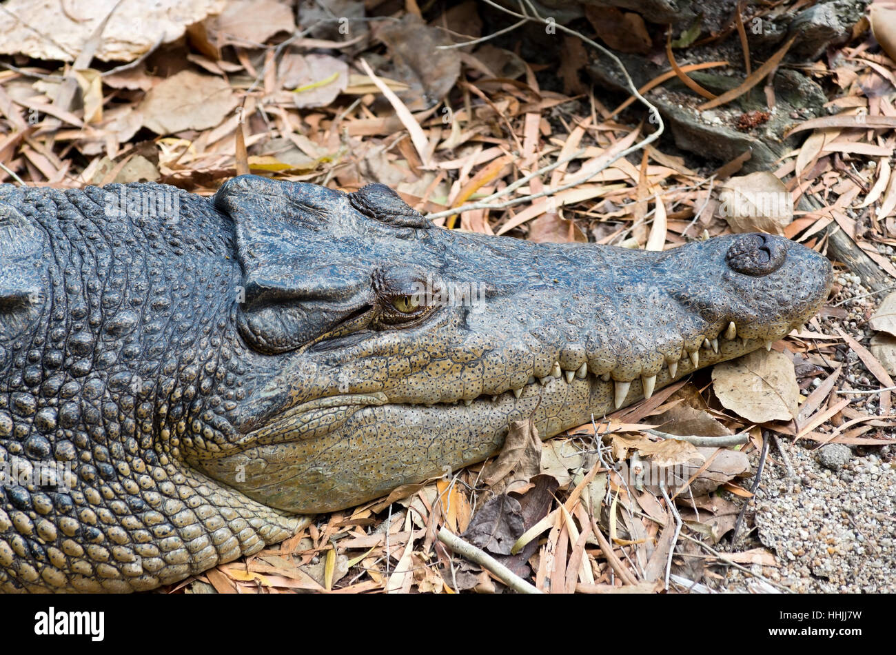 Salzwasser Krokodil oder Crocodylus Porosus Nahaufnahme des Kopfes und der Schnauze mit Zähnen aus Kiefer Stockfoto