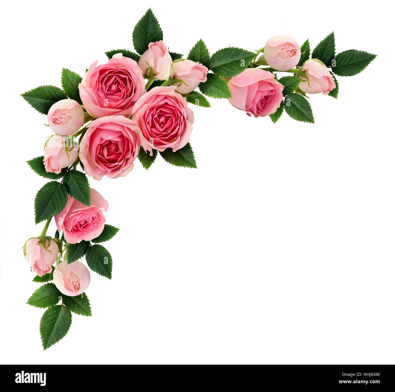 Rosa Rosen-Blumen und Knospen Ecke Anordnung isoliert auf weiss. Flach