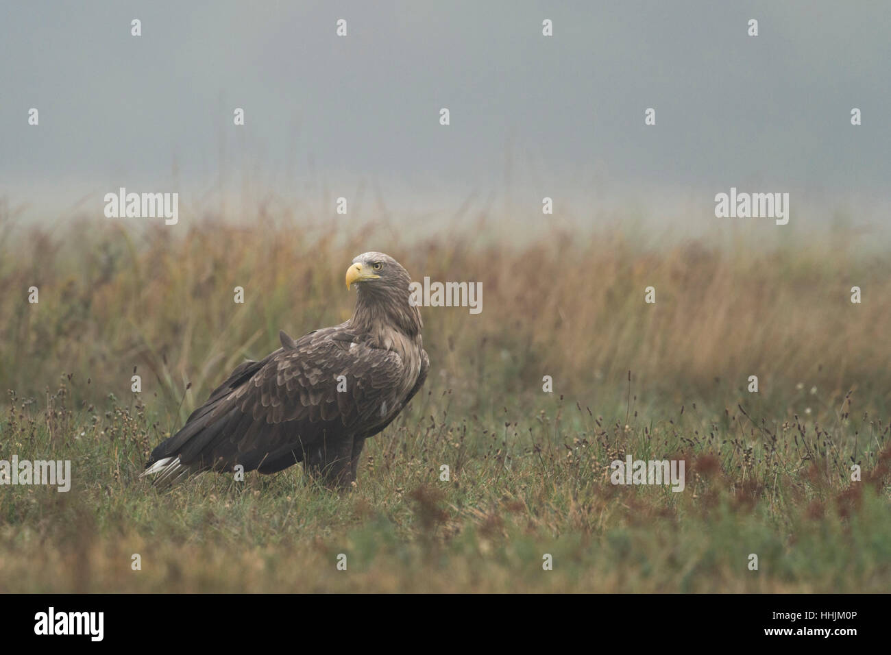 White tailed Eagle / Seeadler (Haliaeetus Horste) Erwachsenen, sitzen auf dem Boden im Rasen, drehen den Kopf herum beobachten. Stockfoto