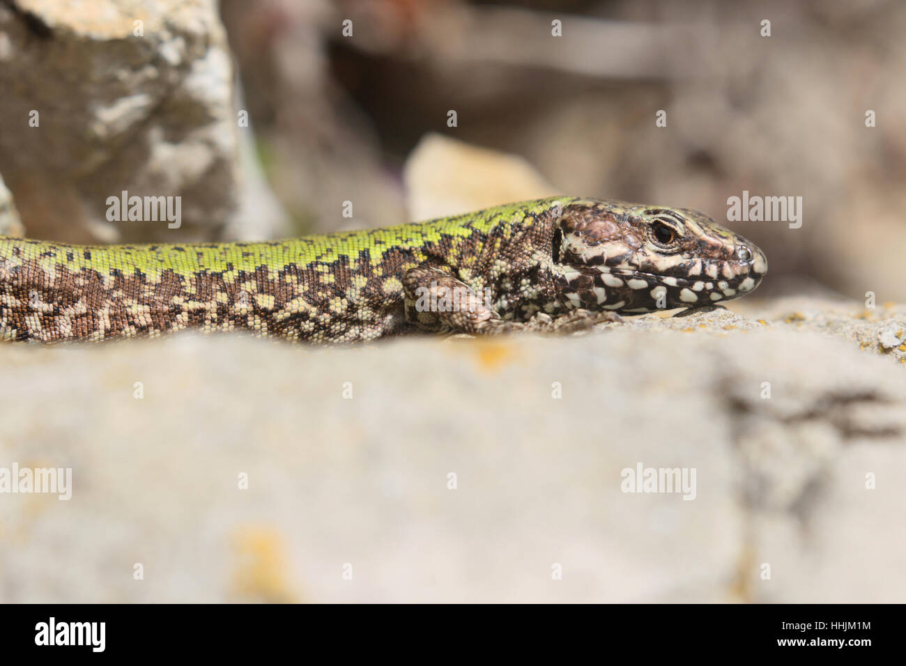 Gemeinsamen Mauereidechse (Podarcis Muralis), eine nicht-heimische Reptilien in Großbritannien. Ein Mann auf einem Felsen in einem Steinbruch Dorset Sonnenbaden. Stockfoto