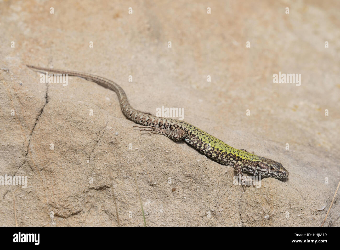 Gemeinsamen Mauereidechse (Podarcis Muralis), eine nicht-heimische Reptilien in Großbritannien. Ein Mann auf einem Felsen in einem Steinbruch Dorset Sonnenbaden. Stockfoto
