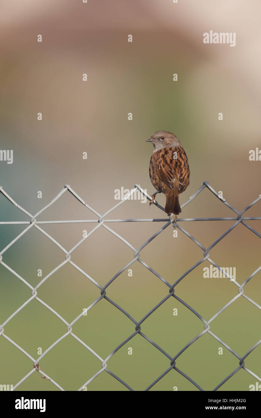 Heckenbraunelle oder Hedge Sparrow (Prunella Modularis), thront auf einem Zaun in einem vorstädtischen Park in Norfolk Stockfoto
