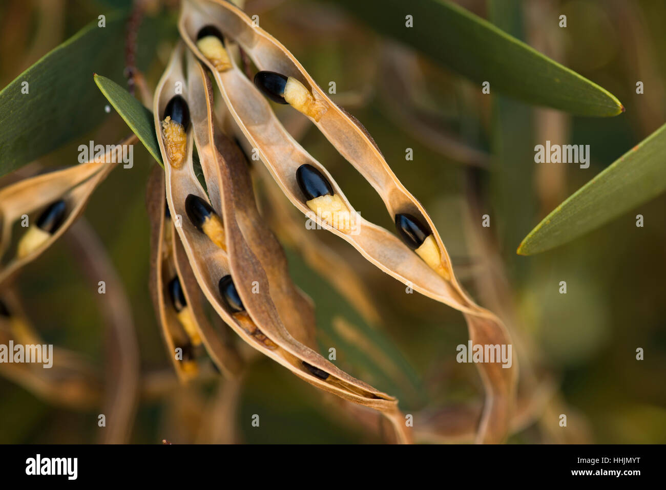Samenkapsel der Australian native, Küste Flechtwerk, zeigt Pflanzensamen. Stockfoto