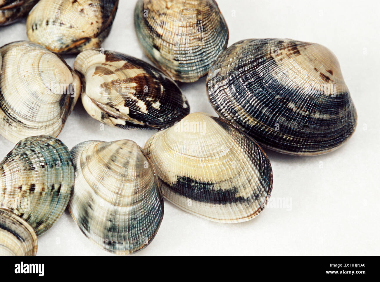 Frische Muscheln Stockfoto