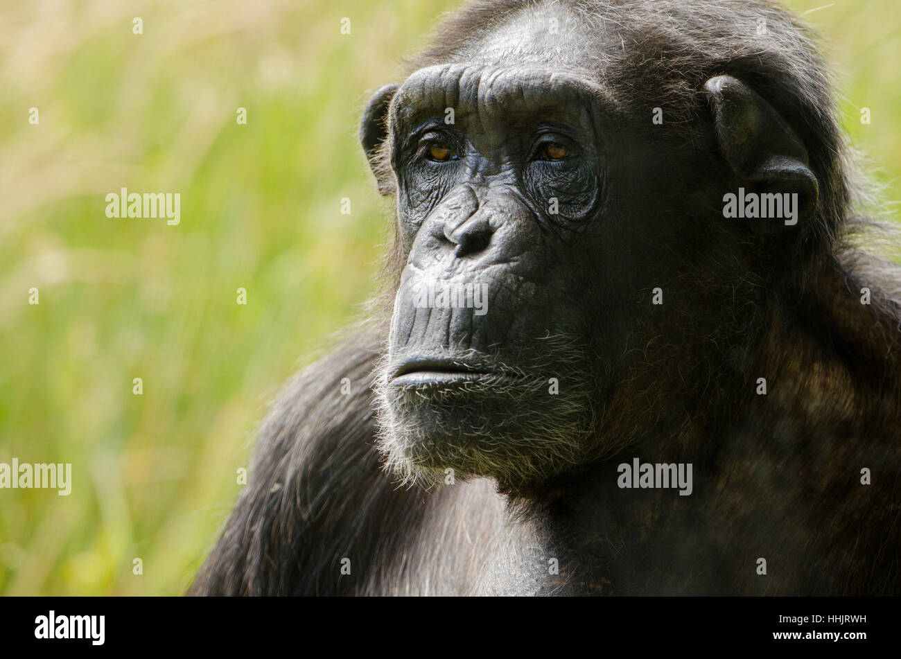 Ein Schimpanse Kopfschuss in Nahaufnahme, wie er ein etwas mürrische Gesicht zieht Stockfoto