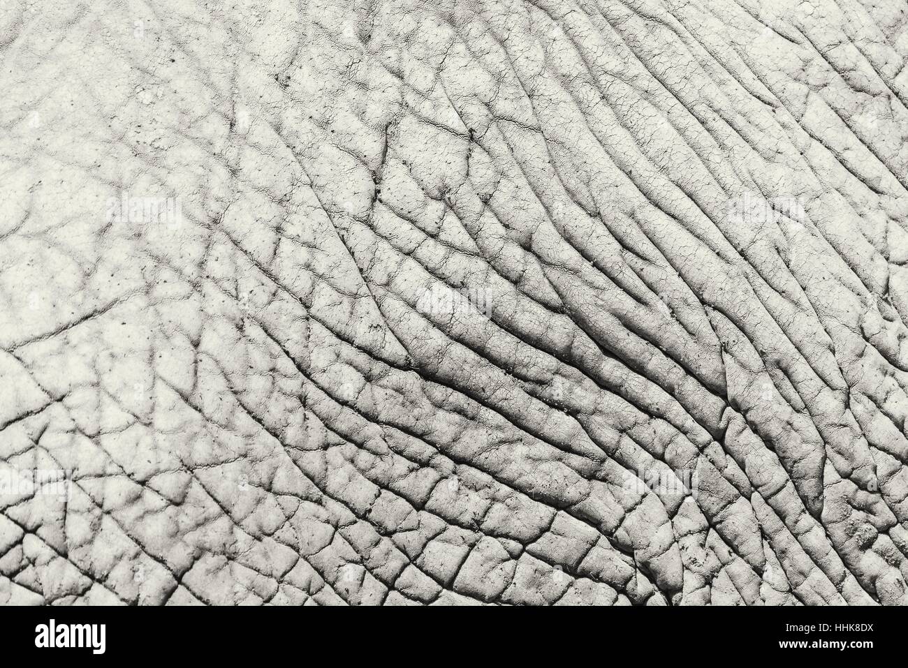 Elefanten Haut abstrakte Textur Hintergrund Stockfoto