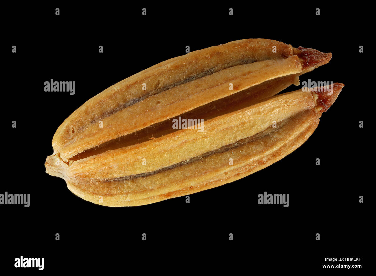 Foeniculum Vulgare, Fenchel, Fenchel, Saatgut, nah, Samen Größe 5-9 mm Stockfoto