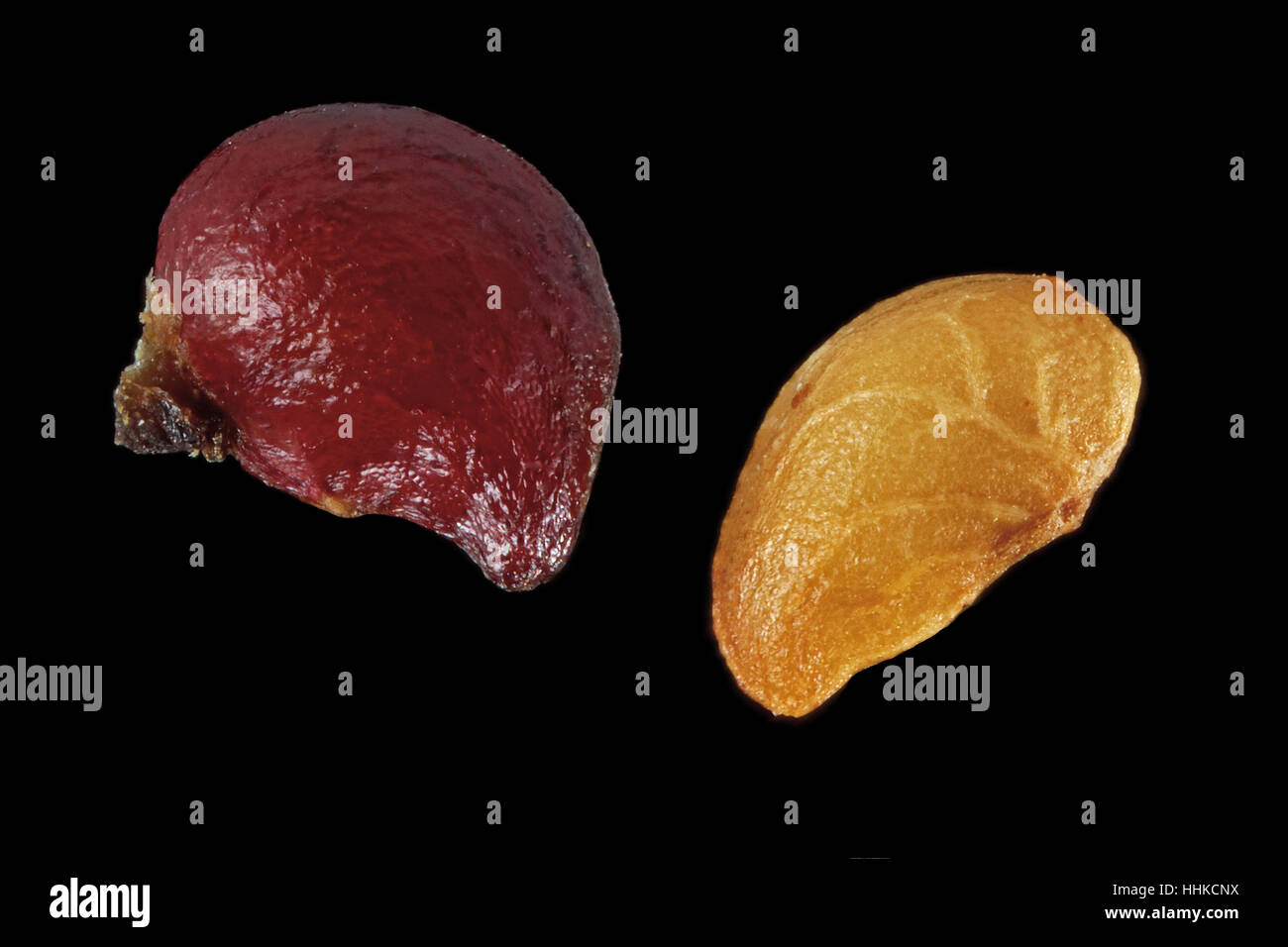 Fragaria Vesca, Walderdbeere, Wald-Erdbeere, Samen, Nahaufnahme, Samen Größe 1 mm Stockfoto