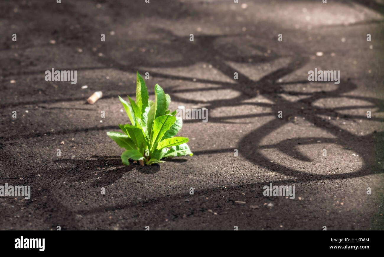 Grüne Blätter durch Asphalt am Frühlingsmorgen Stockfoto