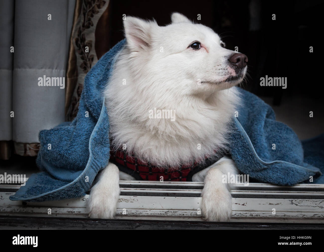 Süße weiße Spitz Hund sitzen an der Tür in eine blaue Decke an einem kalten Wintermorgen gewickelt. Stockfoto