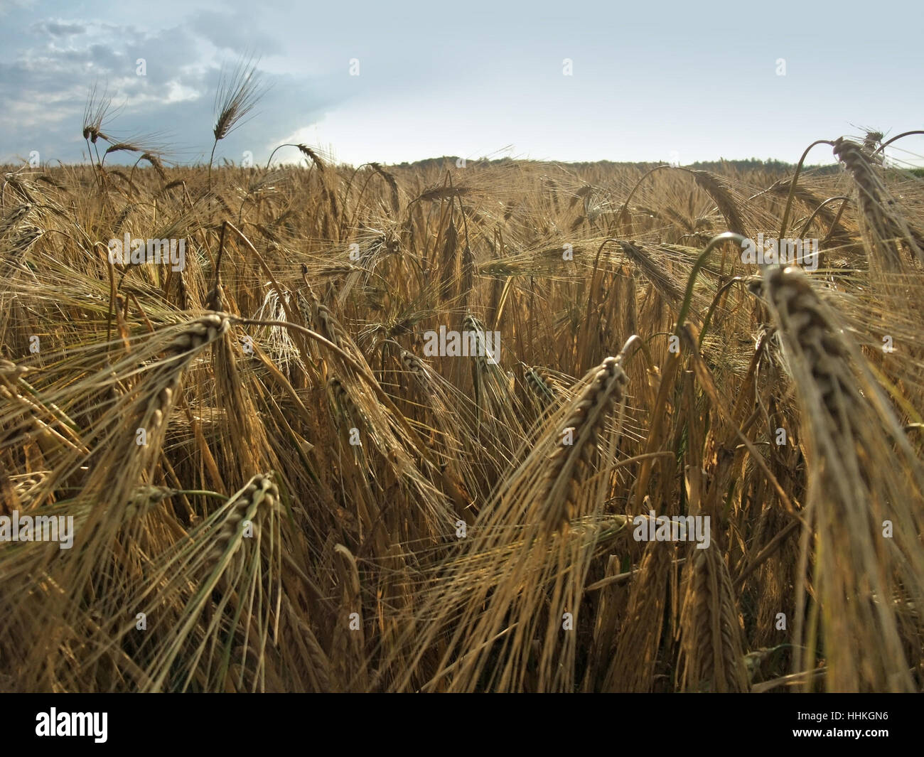 Maisfeld, Gerste, Hintergrund, niemand, rustikal, rustikal, Korn, Getreide, Lebensmittel, Stockfoto